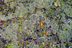 Lichen colonies on rocks-4536 Lichen colonies on rocks-4536